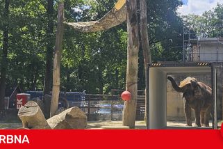 Poslední léto s Balou v Zoo Liberec. Slonice se připravuje na cestu do nového domova